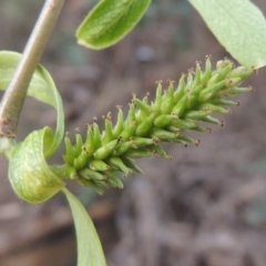 Salix babylonica (Weeping Willow) at Paddys River, ACT - 28 Sep 2016 by michaelb