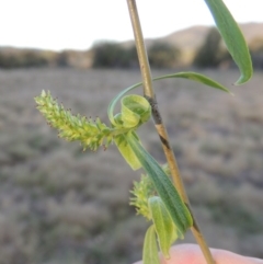 Salix babylonica (Weeping Willow) at Point Hut to Tharwa - 28 Sep 2016 by MichaelBedingfield