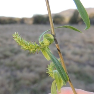 Salix babylonica at Paddys River, ACT - 28 Sep 2016