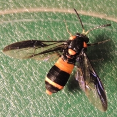 Pterygophorus cinctus (Bottlebrush sawfly) at Paddys River, ACT - 23 Jan 2016 by MichaelBedingfield