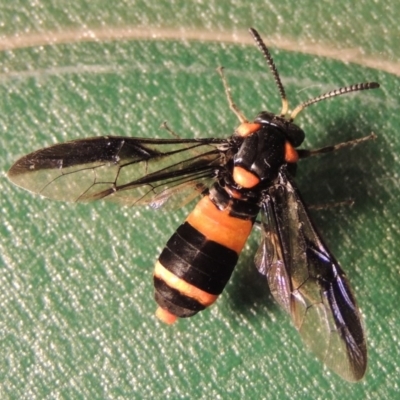 Pterygophorus cinctus (Bottlebrush sawfly) at Paddys River, ACT - 23 Jan 2016 by michaelb
