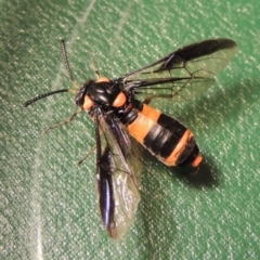 Pterygophorus cinctus at Paddys River, ACT - 23 Jan 2016