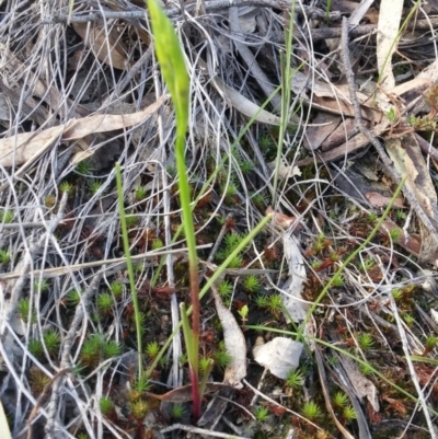 Diuris sp. (A Donkey Orchid) at Point 3506 - 27 Sep 2016 by gregbaines