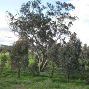 Eucalyptus albens at Stromlo, ACT - 30 Sep 2016