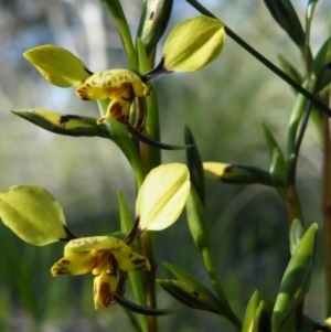 Diuris nigromontana at O'Connor, ACT - 27 Sep 2016