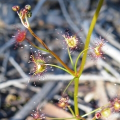 Drosera sp. (A Sundew) at Acton, ACT - 27 May 2008 by Ryl