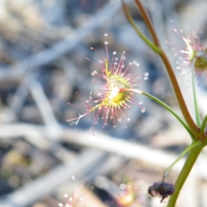 Drosera sp. at Acton, ACT - 27 May 2008