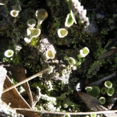 Cladonia sp. (genus) (Cup Lichen) at Acton, ACT - 26 Sep 2016 by Ryl