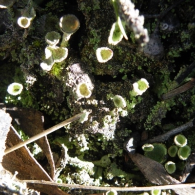 Cladonia sp. (genus) (Cup Lichen) at Acton, ACT - 26 Sep 2016 by Ryl