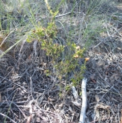 Dillwynia phylicoides (A Parrot-pea) at Point 57 - 26 Sep 2016 by Ryl