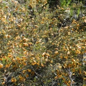 Dillwynia phylicoides at Point 5816 - 27 Sep 2016