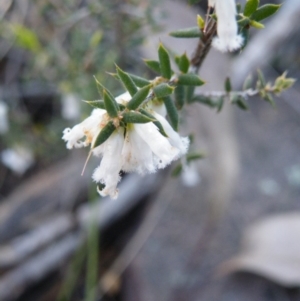 Leucopogon fletcheri subsp. brevisepalus at Acton, ACT - 27 Sep 2016