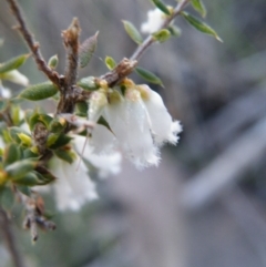 Leucopogon fletcheri subsp. brevisepalus at Acton, ACT - 27 Sep 2016