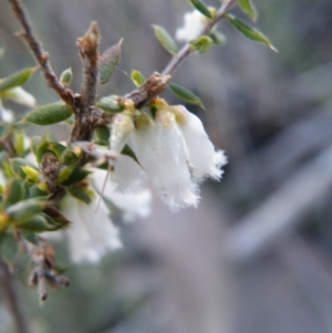 Leucopogon fletcheri subsp. brevisepalus at Acton, ACT - 27 Sep 2016