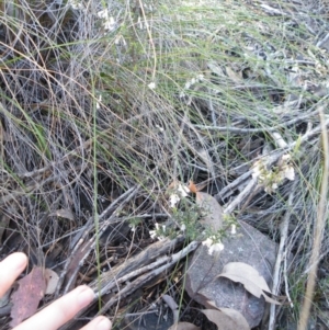 Leucopogon fletcheri subsp. brevisepalus at Acton, ACT - 27 Sep 2016