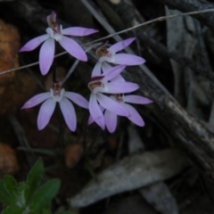 Caladenia fuscata (Dusky Fingers) at Point 60 - 22 Sep 2016 by Ryl