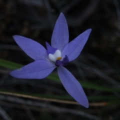 Glossodia major (Wax Lip Orchid) at O'Connor, ACT - 22 Sep 2016 by Ryl