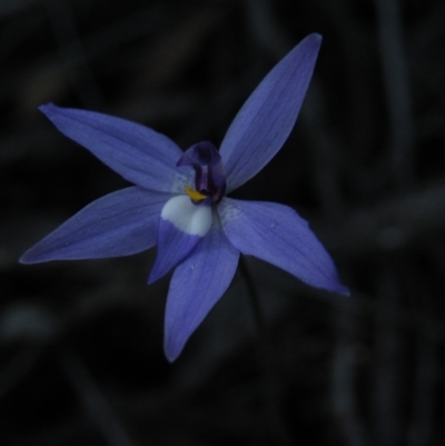 Glossodia major (Wax Lip Orchid) at Point 5816 - 27 Sep 2016 by Ryl