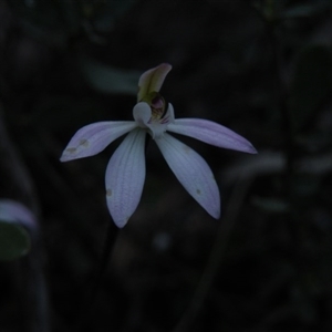 Caladenia fuscata at Point 5816 - suppressed