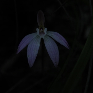 Caladenia fuscata at Point 5816 - suppressed