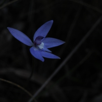 Glossodia major (Wax Lip Orchid) at Acton, ACT - 26 Sep 2016 by Ryl