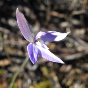 Glossodia major at Point 57 - suppressed