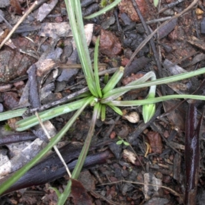 Microseris walteri at Majura, ACT - 30 Sep 2016 11:30 AM