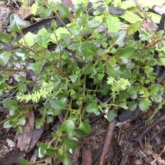 Einadia hastata (Berry Saltbush) at Majura, ACT - 30 Sep 2016 by SilkeSma