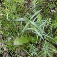 Linaria arvensis at Majura, ACT - 30 Sep 2016 12:09 PM