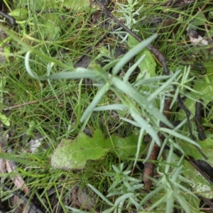 Linaria arvensis at Majura, ACT - 30 Sep 2016 12:09 PM