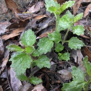 Veronica calycina at Majura, ACT - 30 Sep 2016 11:45 AM