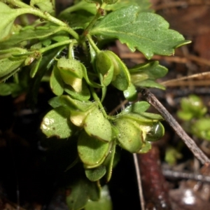 Veronica calycina at Majura, ACT - 30 Sep 2016