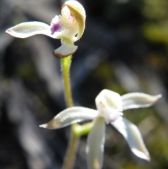 Caladenia ustulata at Point 57 - suppressed