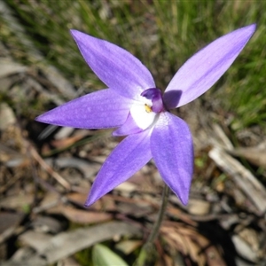 Glossodia major at Point 5816 - suppressed