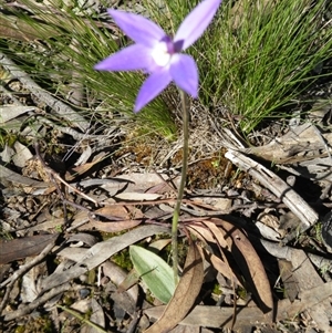 Glossodia major at Point 5816 - suppressed