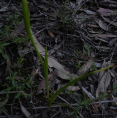 Diuris sp. (A Donkey Orchid) at Point 60 - 22 Sep 2016 by Ryl