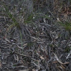 Caladenia fuscata (Dusky Fingers) at Point 60 - 22 Sep 2016 by Ryl