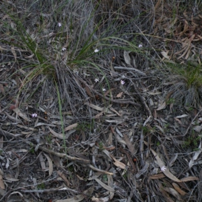 Caladenia fuscata (Dusky Fingers) at O'Connor, ACT - 22 Sep 2016 by Ryl