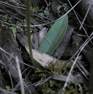 Glossodia major at Point 60 - suppressed