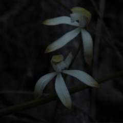 Caladenia ustulata (Brown Caps) at Point 60 - 22 Sep 2016 by Ryl