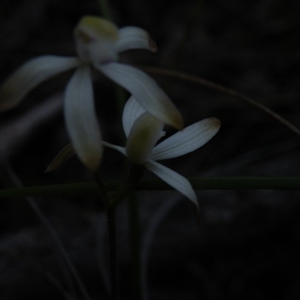 Caladenia ustulata at Point 60 - suppressed