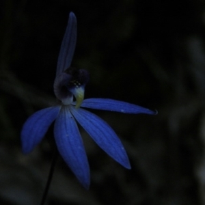 Cyanicula caerulea at Point 5816 - suppressed