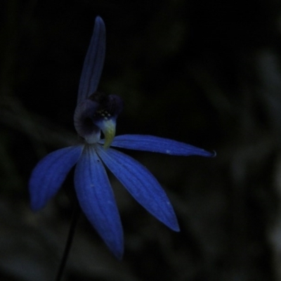 Cyanicula caerulea (Blue Fingers, Blue Fairies) at O'Connor, ACT - 22 Sep 2016 by Ryl