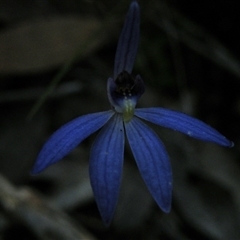 Cyanicula caerulea at Point 5816 - suppressed