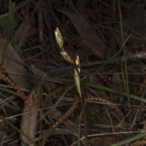 Diuris sp. at Canberra Central, ACT - suppressed