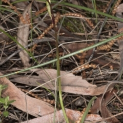 Diuris sp. at Canberra Central, ACT - suppressed