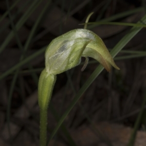 Pterostylis nutans at Hackett, ACT - 29 Sep 2016