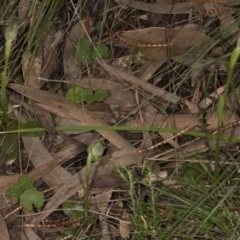 Pterostylis nutans at Hackett, ACT - 29 Sep 2016