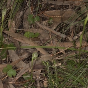 Pterostylis nutans at Hackett, ACT - 29 Sep 2016