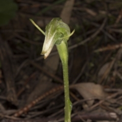 Pterostylis nutans at Hackett, ACT - 29 Sep 2016